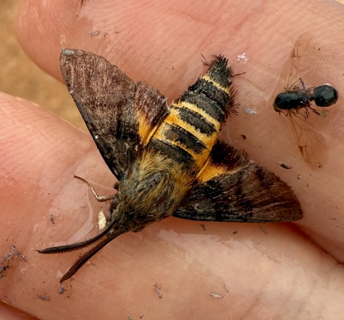 African Hummingbird Hawkmoth