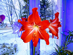 Hippeastrum hybridum