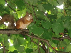 Sciurus vulgaris