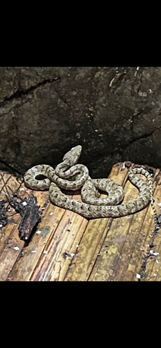 Trungkhanh Pitviper