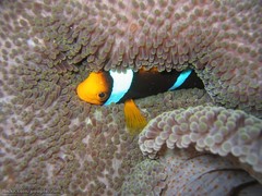 Amphiprion chrysopterus