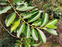 Aphloia theiformis