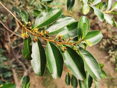 Aphloia theiformis