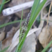 Carex globosa - Photo (c) lotusmorning, algunos derechos reservados (CC BY-NC-SA)