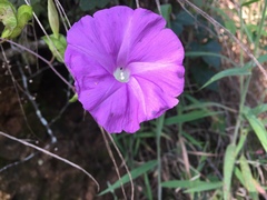 Ipomoea suffulta