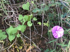 Ipomoea suffulta
