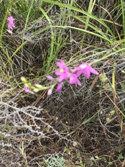 Ixia stricta