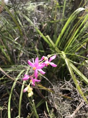 Ixia stricta