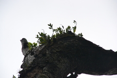 Stenospermation sessile