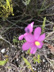 Ixia stricta