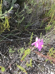 Ixia stricta