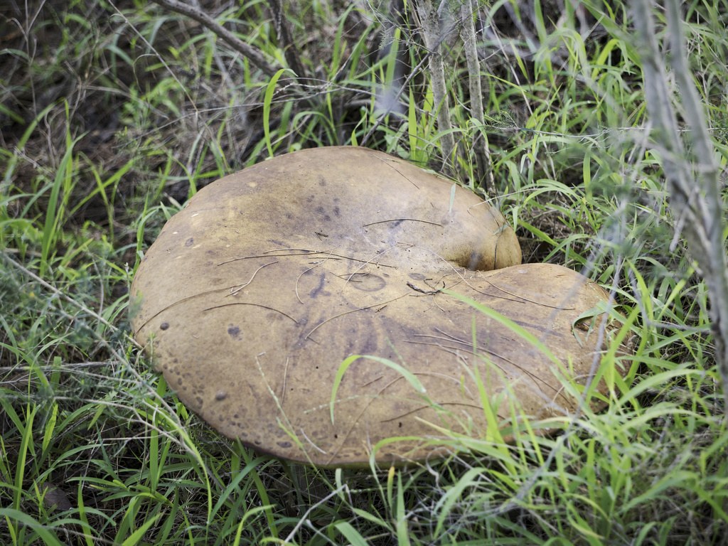 Phlebopus marginatus · July 2025 · photo: © thatmash (iNaturalist, cc0)