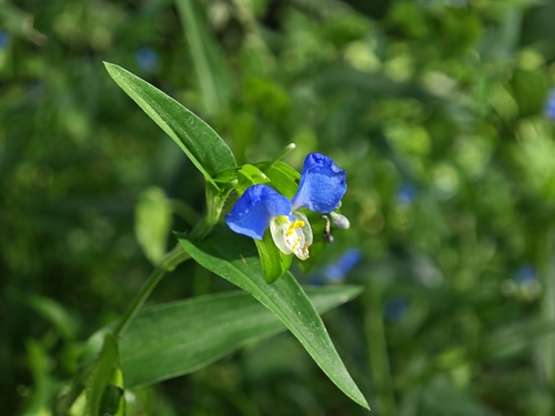 Asiatic dayflower