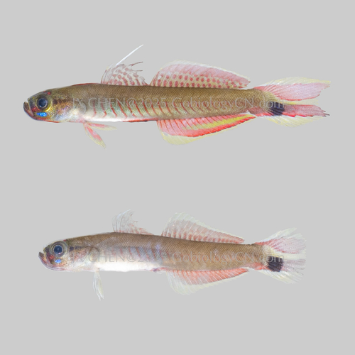 Marsh dartfish (Parioglossus palustris) — Microdesmidae