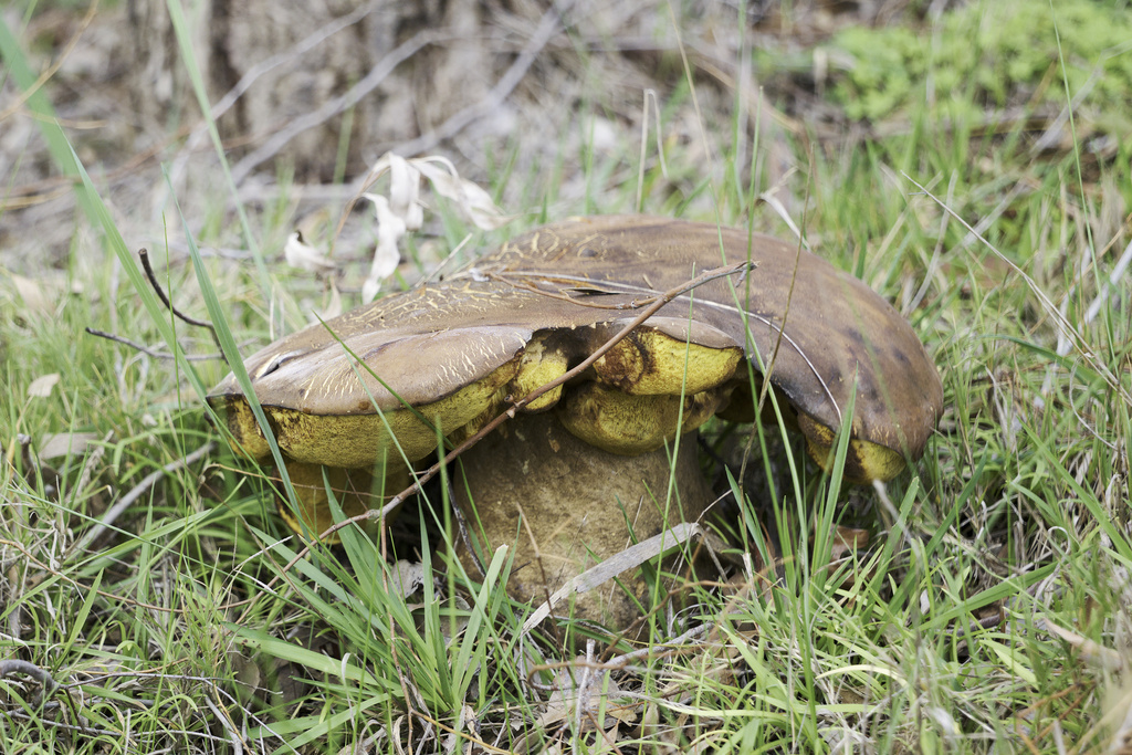 Phlebopus marginatus