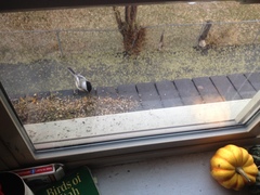 Poecile atricapillus