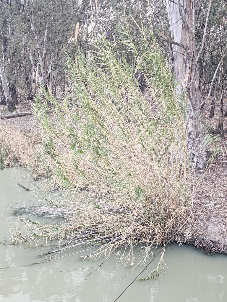 Australian Bush Reed giant reed from UIA Riverland, SA, Australia on September 3, 2025 at 05 ...