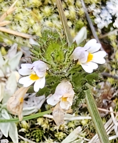 Upland Eyebright (Euphrasia frigida)