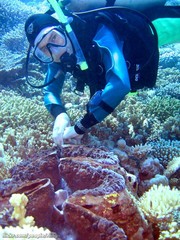 Tridacna gigas