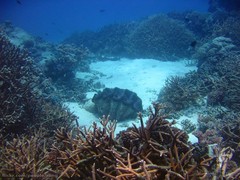 Tridacna gigas