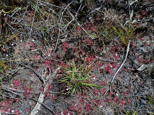 Drosera pygmaea (Drosera pygmaea)