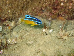 Mecaenichthys immaculatus