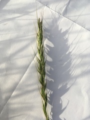 Elymus caninus