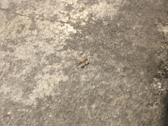 Camponotus festinatus