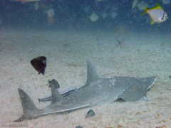 Rhynchobatus australiae