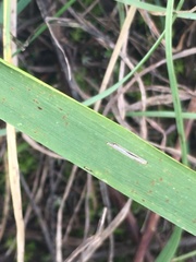 Elymus caninus
