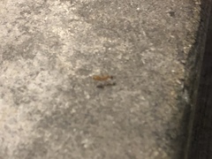 Camponotus festinatus