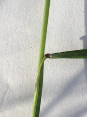 Elymus caninus