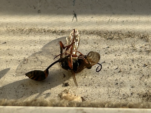 Asian Mud-dauber Wasp photo 4