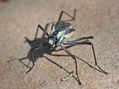 Stenocara gracilipes