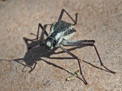 Stenocara gracilipes