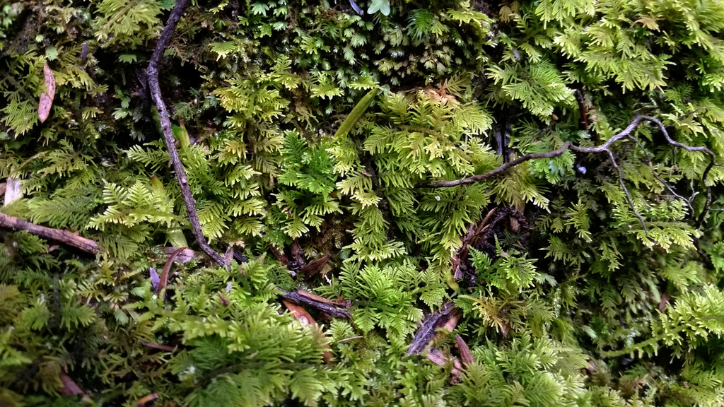 Thuidium laeviusculum