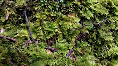 Thuidium laeviusculum