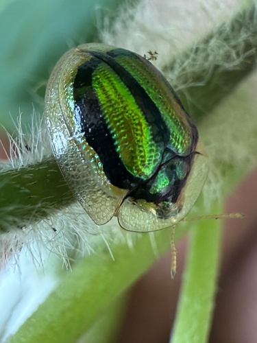 Chiridopsis aubei