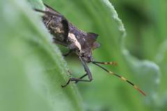 Elasmopoda valga