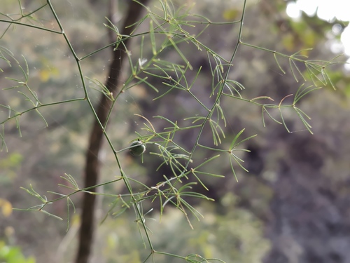 Asparagus officinalis image