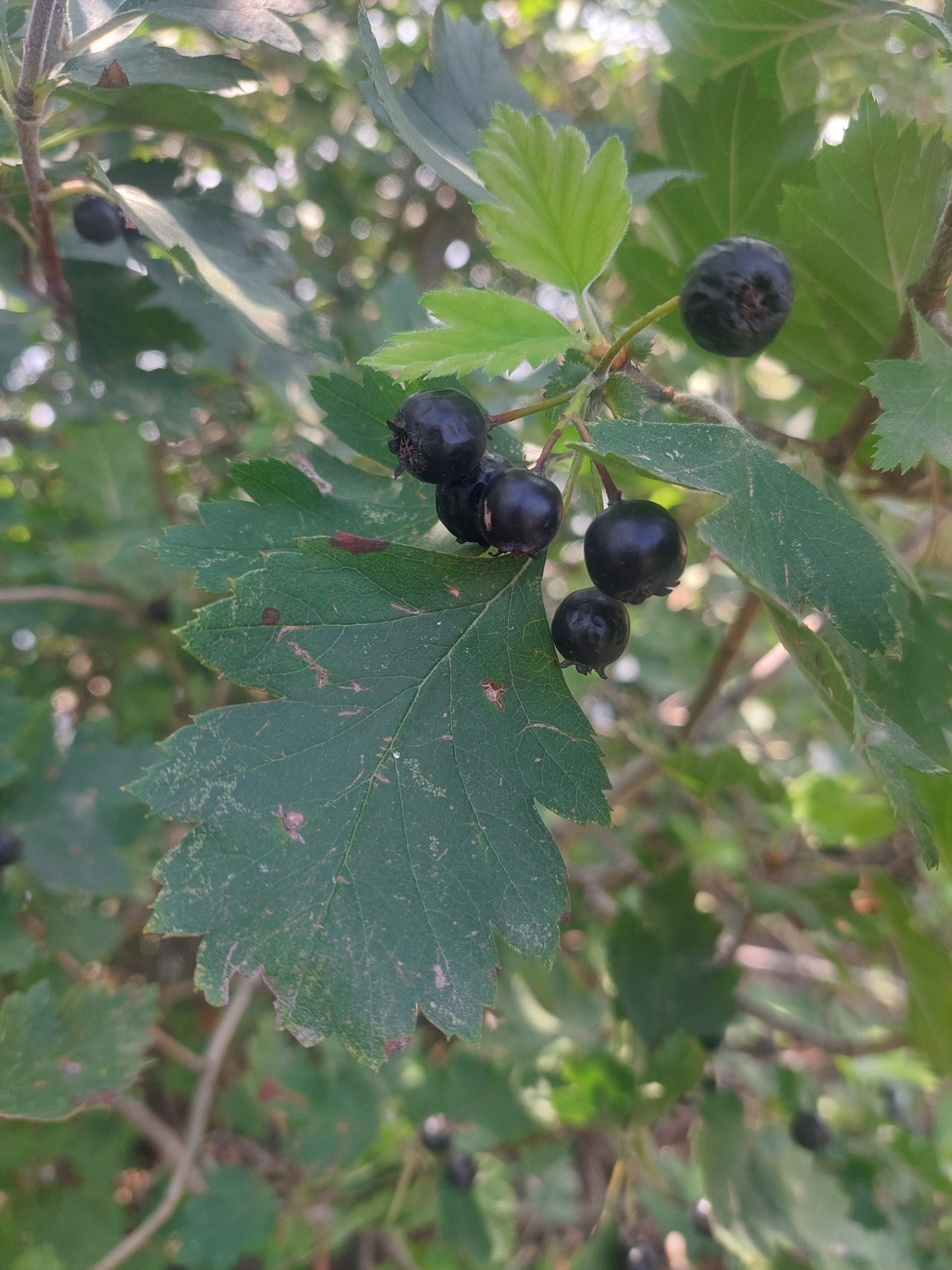 Black Hawthorn (Crataegus nigra) view 2
