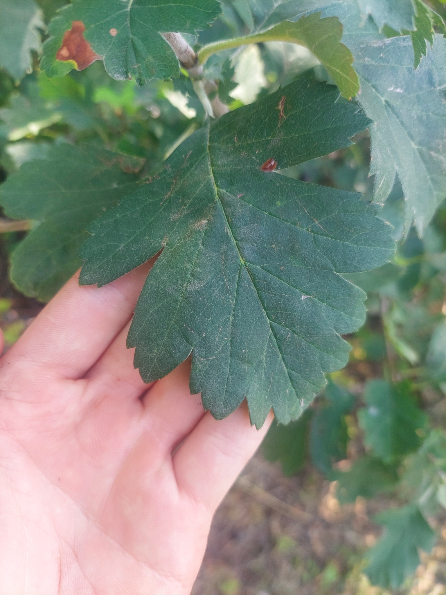 Black Hawthorn (Crataegus nigra) view 3
