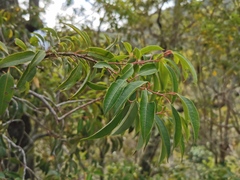 Agarista salicifolia