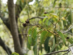 Agarista salicifolia