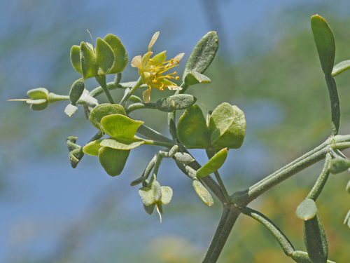 Tetraena microcarpa image