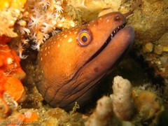 Gymnothorax prionodon