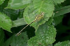 Stylurus flavipes