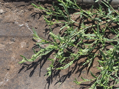 Lepidium englerianum