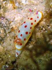 Goniobranchus splendidus