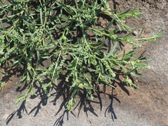 Lepidium englerianum